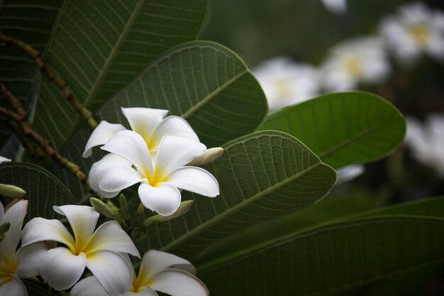 Las flores blancas de Plumeria están floreciendo en el árbol