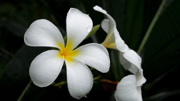 Flores blancas de plumeria fondo hermoso de la naturaleza.