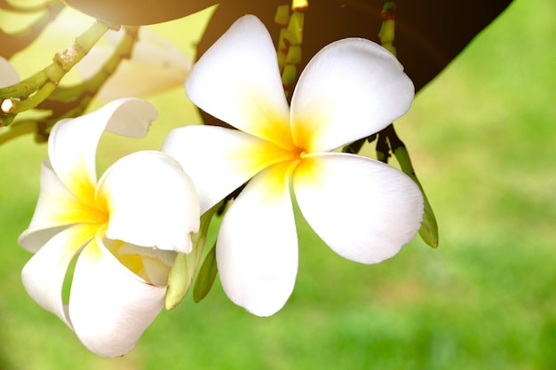 Flores blancas de Plumeria hermosas en árbol, frangipani