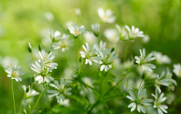 Flores blancas de primavera en un bosque sobre un fondo verde