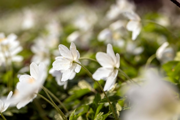 Flores blancas de primavera brotando en el bosque