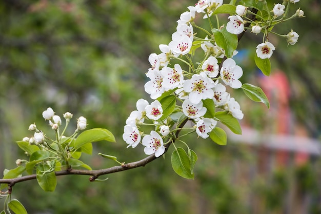 Flores blancas de primavera Manzano floreciente en primavera Fondo de flores naturales