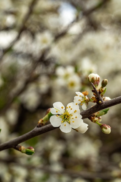 flores blancas en primavera, primer plano, flor de cerezo