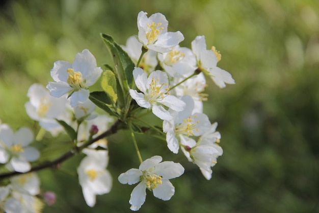 Flores blancas de primavera