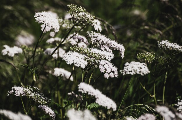 Flores blancas de primavera