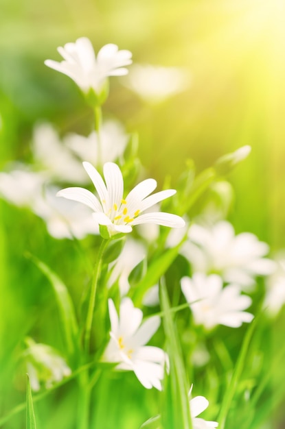 Flores blancas de primavera