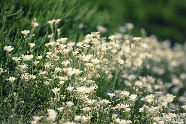 Flores blancas de primavera