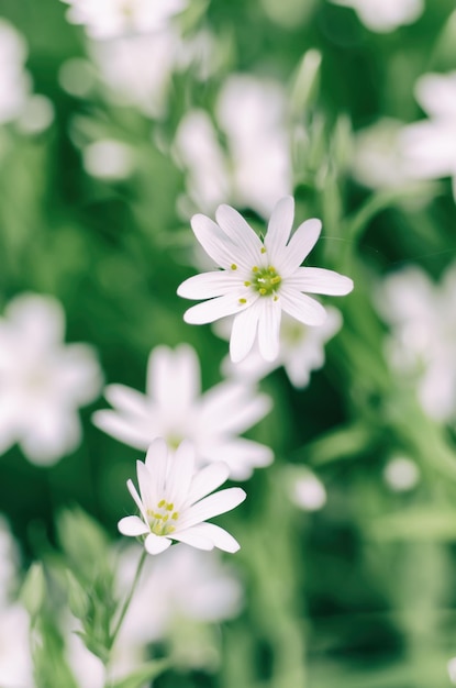 Flores blancas de primavera