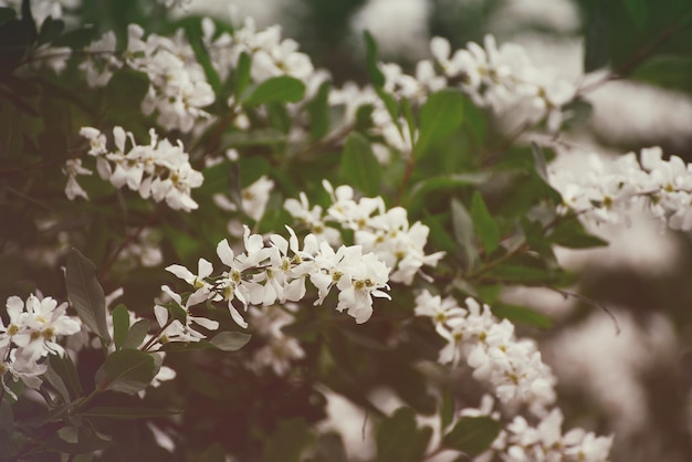 Flores blancas de primavera