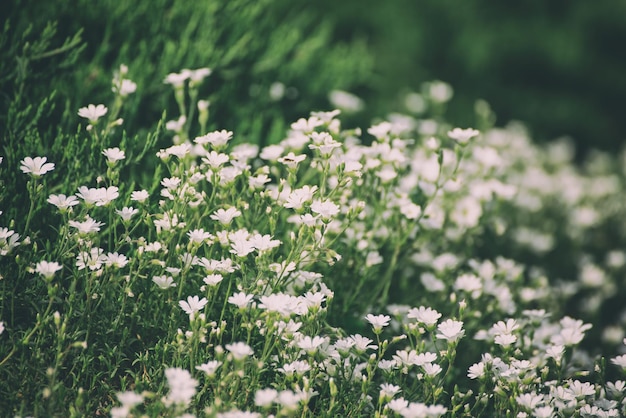 Flores blancas de primavera