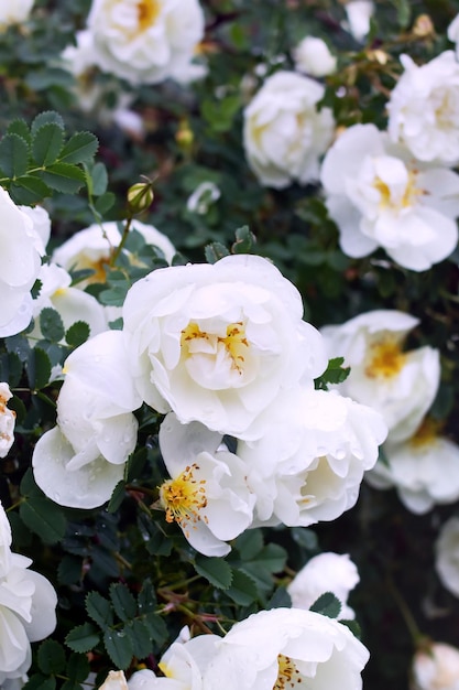 Flores blancas en un primer plano de rosal