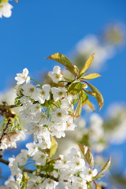 Flores blancas puras de mirabelle o Prunus Domestica que florecen en un ciruelo en un jardín botánico desde abajo contra un fondo de cielo azul con copyspace Primer plano de plantas que crecen en primavera