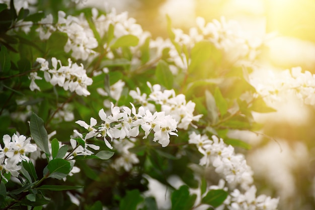Flores blancas que florecen en primavera, fondo vintage natural