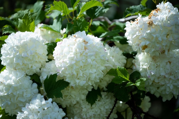 Flores blancas que florecen en tasmania australia