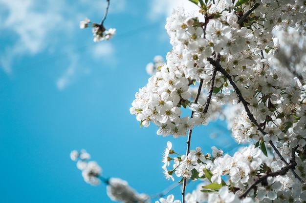 Flores blancas en una rama de árbol Fotografía macro de primavera