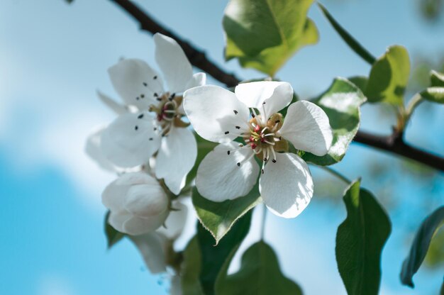Flores blancas en una rama de árbol Fotografía macro de primavera