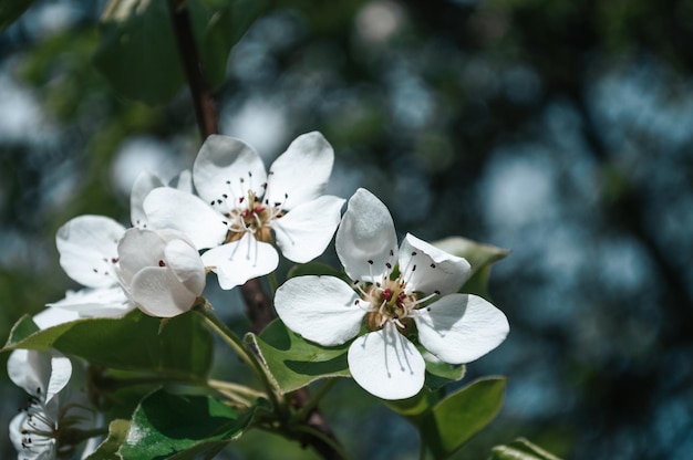 Flores blancas en una rama de árbol Fotografía macro de primavera