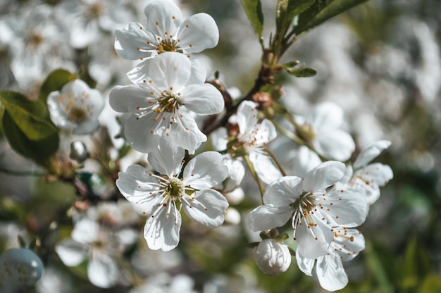 Flores blancas en una rama de árbol Fotografía macro de primavera