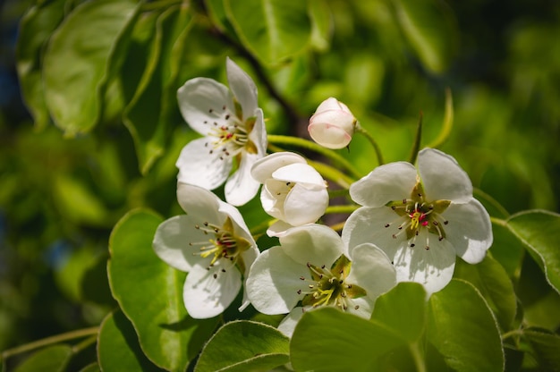 Flores blancas en una rama de árbol Fotografía macro de primavera