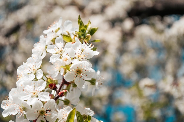 Flores blancas en una rama de árbol Fotografía macro de primavera