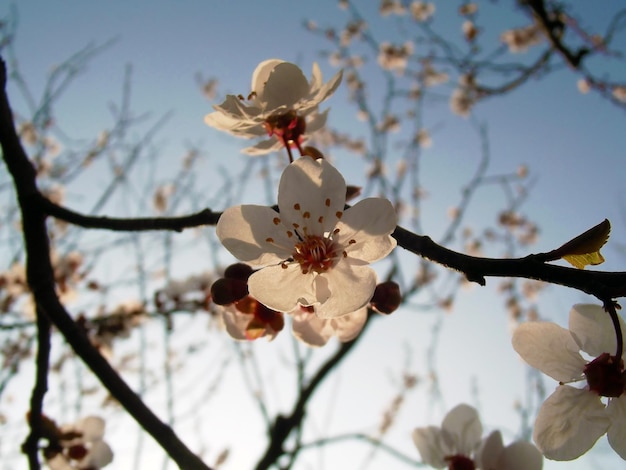 Flores blancas en rama recién florecida