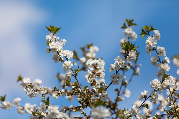 Flores blancas en las ramas de los árboles.