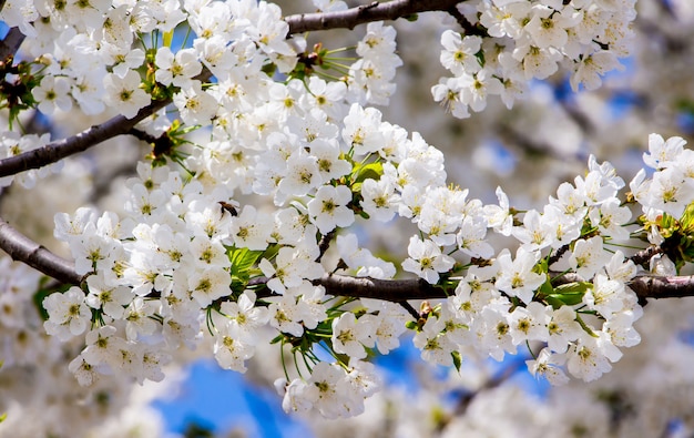 Flores blancas en las ramas de las cerezas dulces.