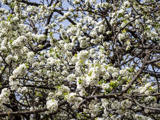 Flores blancas en ramas de ciruelo