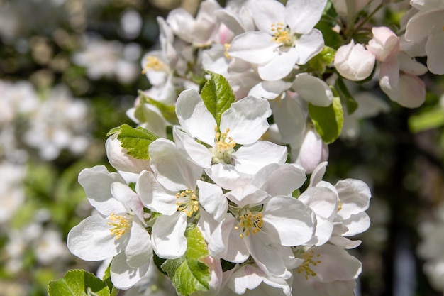 Flores blancas en las ramas de un manzano