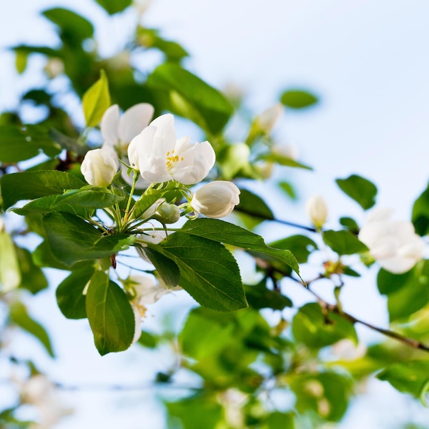 Flores blancas en ramita