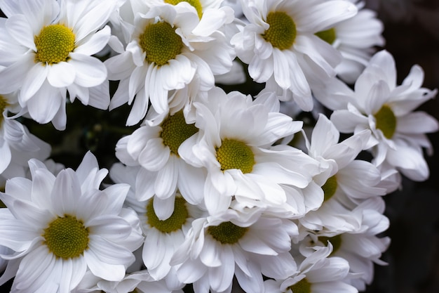 Flores blancas recortadas vista cercana desde la parte superior