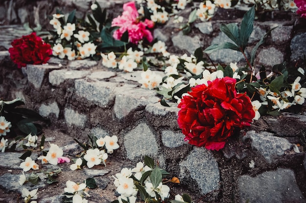 Flores blancas y rojas en los escalones de piedra.