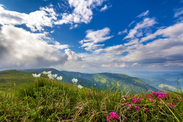 Flores blancas y rojas que florecen en la hierba verde