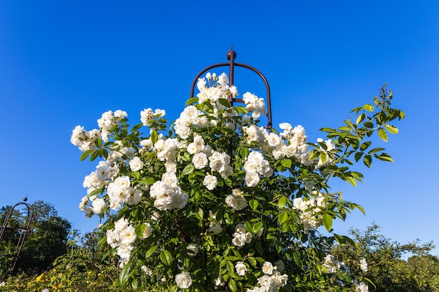 Las flores blancas de Rosa florecen en el jardín de verano