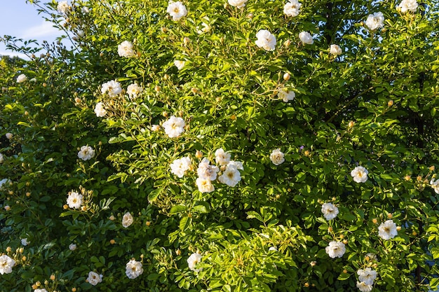 Las flores blancas de Rosa florecen en el jardín de verano