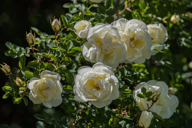 Flores blancas de una rosa mosqueta silvestre sobre un fondo de follaje verde
