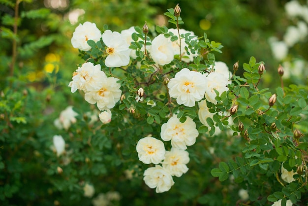 Flores blancas de rosa mosqueta en verano