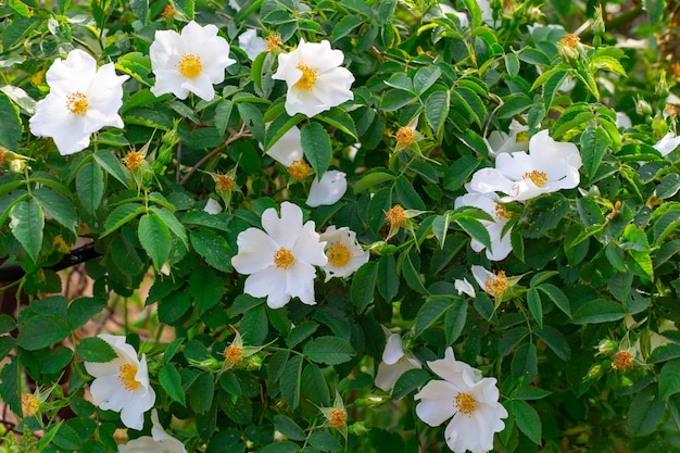 Flores blancas de una rosa salvaje ornamental sobre un fondo de jardinería de follaje verde y