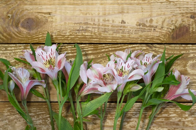 Flores blancas y rosadas brillantes Alstroemeria en primer plano de fondo con textura de madera marrón