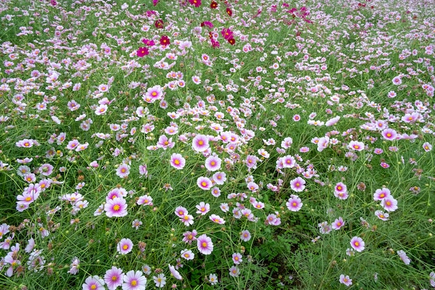 Flores blancas y rosadas del cosmos archivadas