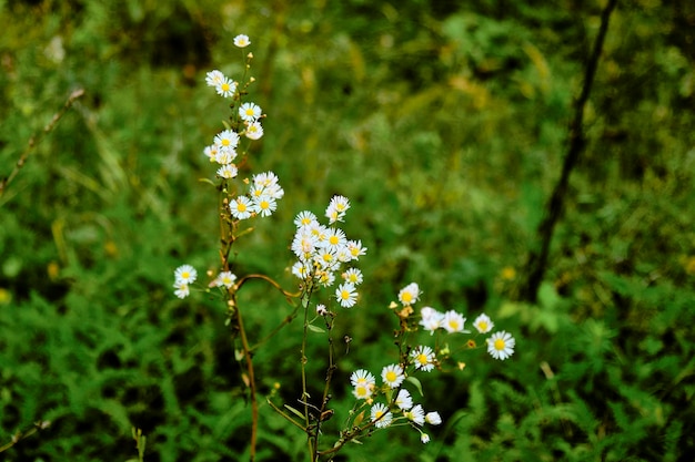 Foto flores blancas silvestres en el bosque