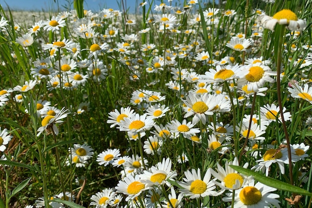 Flores blancas silvestres de campo grande de manzanilla en la naturaleza