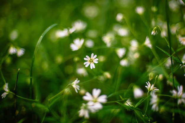 Flores blancas silvestres stellaria holostea florece en el bosque