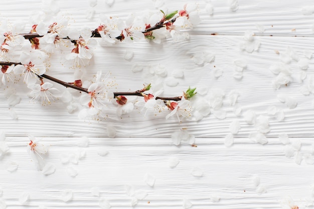 Flores blancas sobre fondo blanco