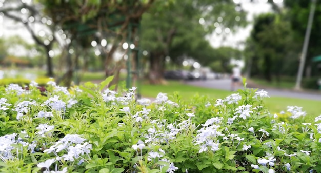 flores blancas sobre fondo borroso y bokeh