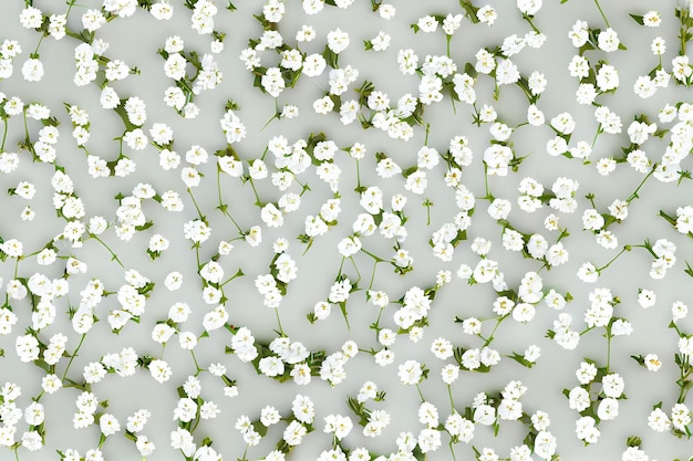 Foto flores blancas sobre un fondo gris.