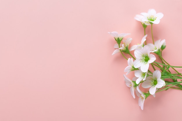 Flores blancas sobre fondo rosa