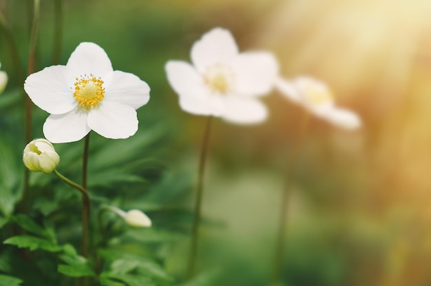 Flores blancas sobre fondo verde. Copie el espacio, el enfoque selectivo.