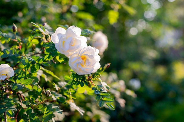 Flores blancas sobre verde bushrosa pimpinellifolia la rosa burnet que está particularmente asociada con el ingenio
