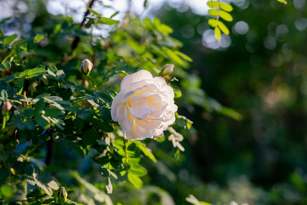 Flores blancas sobre verde bushrosa pimpinellifolia la rosa burnet que está particularmente asociada con el ingenio